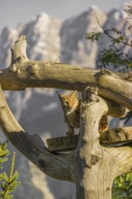 One Eurasian lynx, (Lynx lynx), sits high up on a dead tree. Frontal view with mountains in the