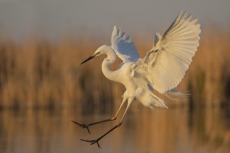 Great Egret (Ardea alba) landing, Subotica, Serbia