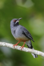 Red-legged Thrush (Turdus plumbeus) perched on a branch in Cuba