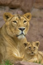 A lioness lies with her young on rocky ground in a natural environment, captive, Germany