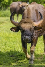 Portrait of a male Gaur (Bos gaurus gaurus) on a green meadow