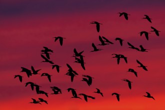 Glossy ibis, Brown ibis, Brown ibis, Flight photo, Evening sky, Sunset, Silhouettes, Animals,