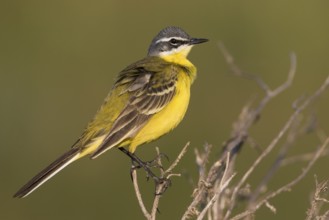 Blue-headed Wagtail - Wiesen-Schafstelze - Motacilla flava ssp. flava, Hungary, adult male