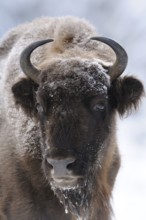 Close-up of the head of a bison with frost-covered fur, bison (Bos bonasus), Bavarian Forest