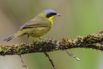 Masked Yellowthroat (Geothlypis aequinoctialis) perched on a branch in the Atlantic rainforest of