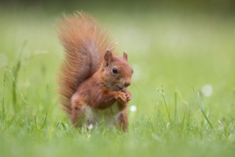Squirrel (ciurus vulgaris), Vechta, Lower Saxony, Germany