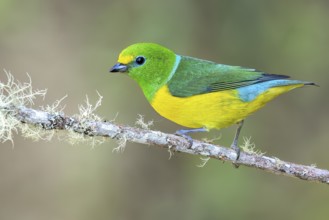 Blue-naped Chlorophonia (Chlorophonia cyanea) perched on a branch in Colombia, South America