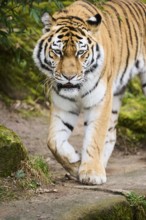 Siberian tiger (Panthera tigris altaica), walking, captive, Germany