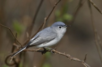 Blue-grey Gnatcatcher (Polioptila caerulea), Ohio, USA