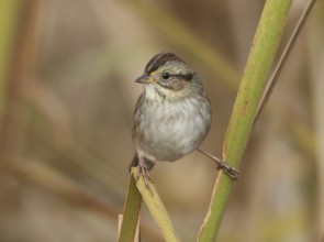 Swamp Sparrow (Melospiza georgiana), Ohio, USA