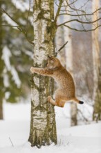 One young male Eurasian lynx, (Lynx lynx), climbing and jumping down a tree in a snow covered
