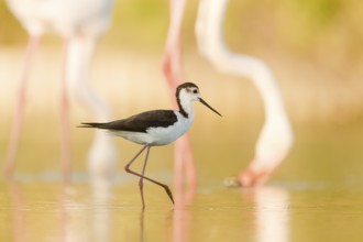 Black-winged Stilt (Himantopus himantopus) foraging, Camargue, France
