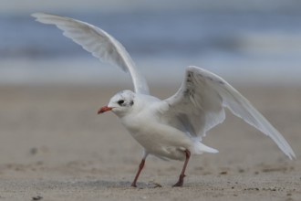 Mediterranean Gull (Ichthyaetus melanocephalus), Wales, United Kingdom