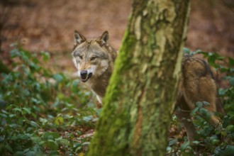 A wolf looks curiously from behind a tree in autumn forest, Wolf (Canis lupus), Germany