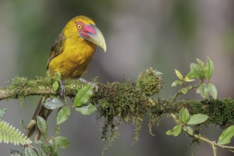 Saffron Toucanet (Pteroglossus bailloni) perched on a branch in the Atlantic rainforest of