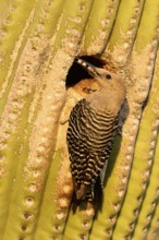 Gila Woodpecker (Melanerpes uropygialis), Arizona, USA