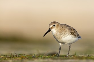 Dunlin, (Calidris alpina), snipe family, snipe, foraging, biotope, habitat, Barr Al Hikman,