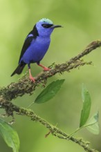 Red-legged Honeycreeper (Cyanerpes cyaneus) perched on a branch in Costa Rica