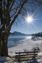 Winter idyll on Lake Forggensee in the Allgäu, in the background the Säuling (2047 m) near Füssen,