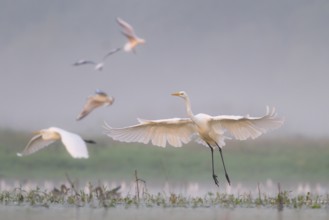 Great Egret (Ardea alba) group flying, Subotica, Serbia