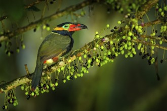 Small toucan with fruits. Golden-collared Toucanet, Selenidera reinwardtii, in the nature forest