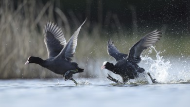 A pair of European coots gracefully glide across a serene lake in Puebla de BeleÃ±a, Spain,