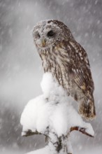 Winter wildlife scene with owl. Tawny Owl snow covered in snowfall during winter. Action snowfall