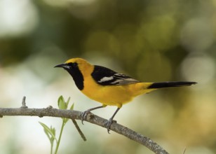 Male Hooded Oriole