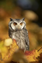 Southern White-faced Owl (Ptilopsis granti) captive, Germany