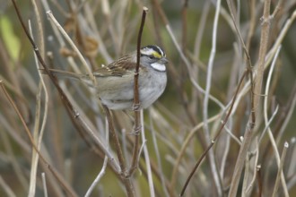 White-throated Sparrow (Zonotrichia albicollis), Ontario, Canada