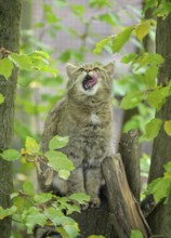 European wildcat or forest cat (Felis silvestris) in the wildcat enclosure at the Thayatal National