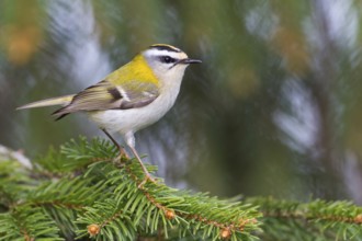 Common Firecrest (Regulus ignicapilla), Baden-Wuerttemberg, Germany