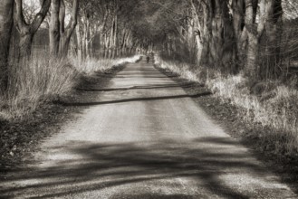 Bikeway with oaks near State domain Beberbeck, Hofgeismar, Kassel district, Hesse, Germany