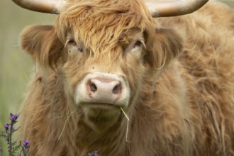 Highland cow or cattle (Bos taurus taurus) adult farm animal feeding or grazing on grass, England,
