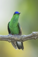 Blue-capped Hummingbird (Eupherusa cyanophrys) perched on a branch in Oaxaca, Mexico