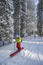 Ski tourer in snowy winter forest, ascent to Teufelstättkopf, Snowy mountain landscape, Ammergau