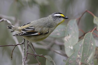 Striated Pardalote (Pardalotus striatus substriatus), Victoria, Australia