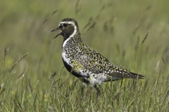 European Golden Plover (Pluvialis apricaria), Iceland