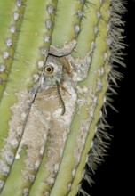 Elf Owl (Micrathene whitneyi) peering from nest hole in Saguaro cactus (Carnegiea gigantea),