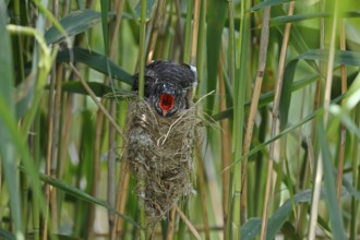 Common Cuckoo (Cuculus canorus) nearly fledged juvenile waiting in nest of Eurasian Reed Warbler on