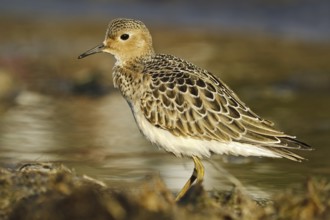 Buff-breasted Sandpiper (Calidris subruficollis), Asturias, Spain