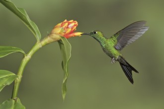 Green-crowned Brilliant (Heliodoxa jacula), Costa Rica