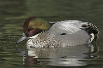 Falcated Duck (Mareca falcata) male, California, USA