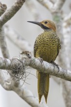 Fernandinas Flicker (Colaptes fernandinae) perched on a branch in Cuba