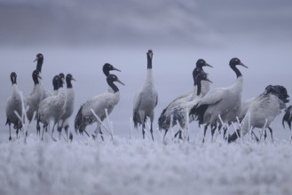 Black-necked Crane (Grus nigricollis), Dashanbo, China