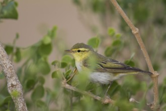 Wood Warbler (Phylloscopus sibilatrix), Oman