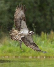 Western osprey (Pandion haliaetus) hunting with a trout, Aviemore, Scotland, Great Britain