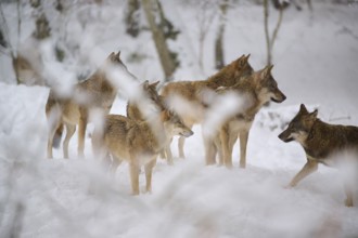 Six wolves, together in the snowy forest, watching and alert, winter, wolf (Canis lupus), Germany