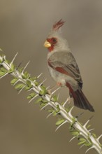Pyrrhuloxia (Cardinalis sinuatus) male, Arizona, USA