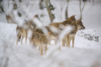 A pack of wolves stands in a snowy forest, surrounded by white branches, Winter, Wolf (Canis